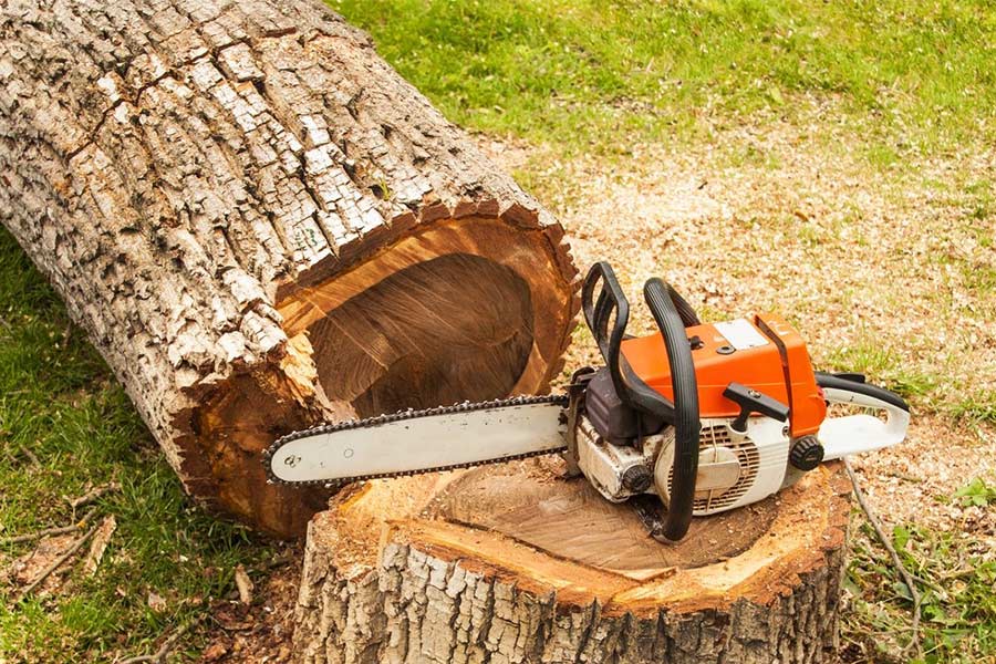 Southeastern Tree Surgeons: Premier Tree Services Revolutionizing Arboriculture in the Southeast